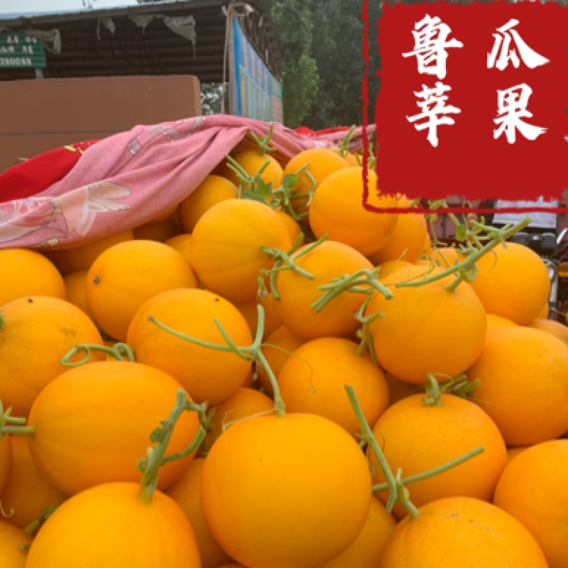 久红瑞、瑞红红瓜对接各大商超档口、供应各大电商平台