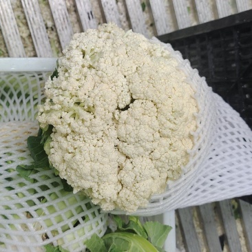 有机花菜，松花菜，白面青梗松花菜，市场，加工厂货