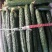 寿光精品无公害蔬菜，有一手货源，产地直发，欢迎新老客户采