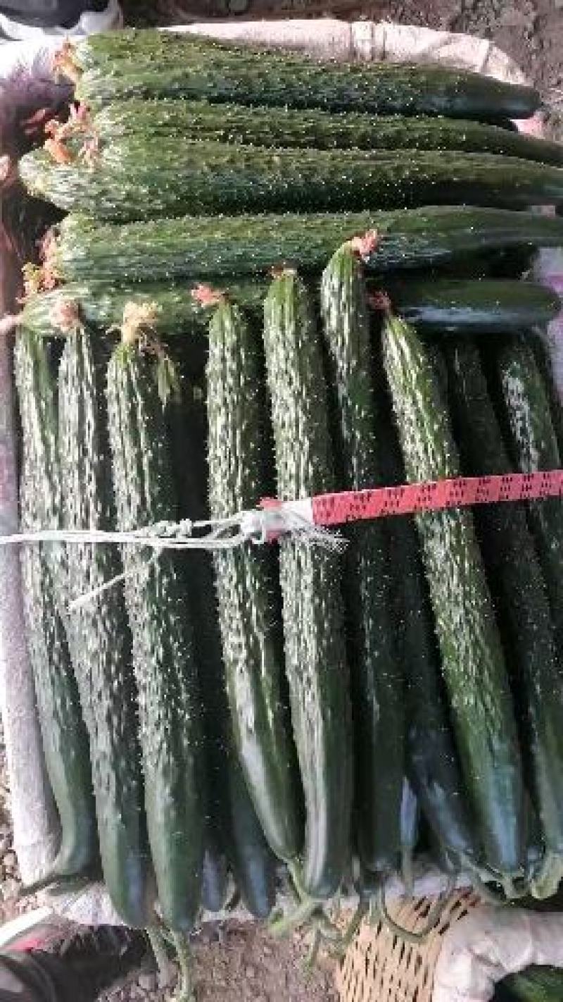 寿光精品无公害蔬菜，有一手货源，产地直发，欢迎新老客户采