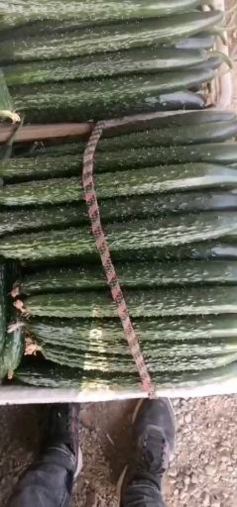 寿光精品无公害蔬菜，有一手货源，产地直发，欢迎新老客户采