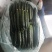 寿光精品无公害蔬菜，有一手货源，产地直发，欢迎新老客户采