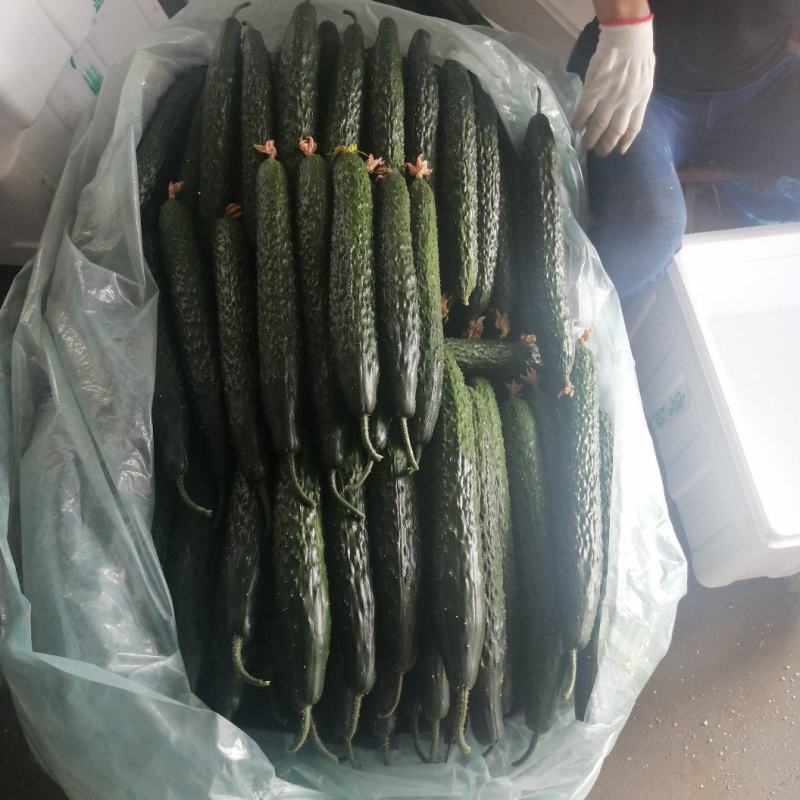 寿光精品无公害蔬菜，有一手货源，产地直发，欢迎新老客户采