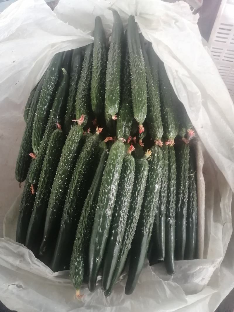 寿光精品无公害蔬菜，有一手货源，产地直发，欢迎新老客户采