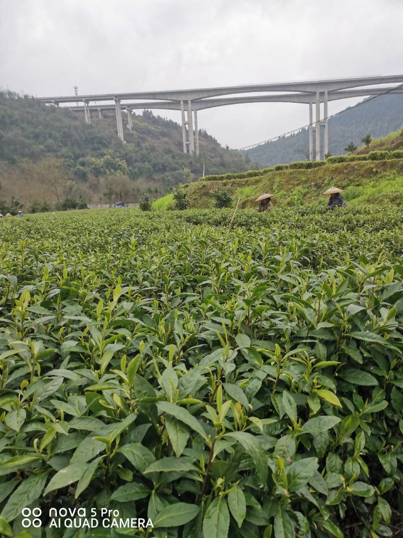 湘西黄金茶