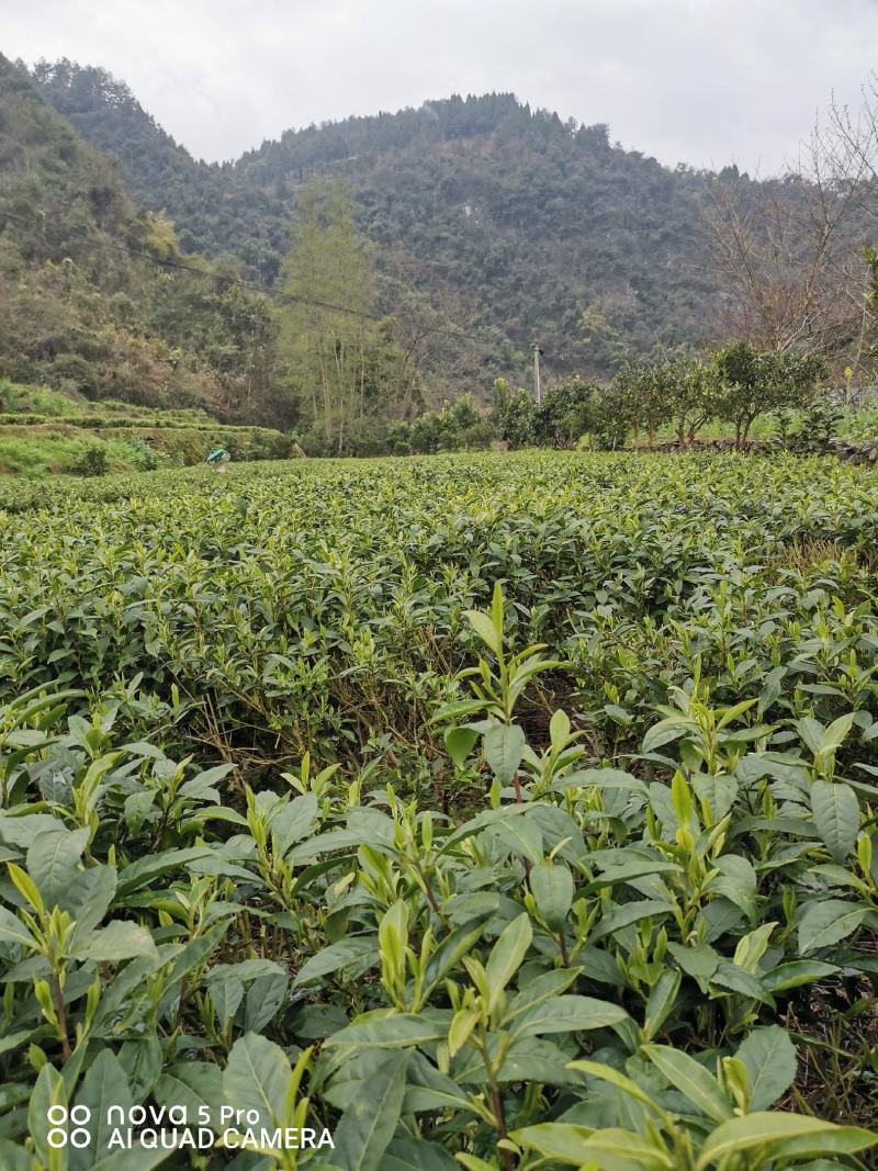 湘西黄金茶