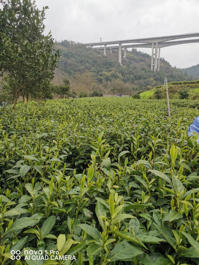 湘西黄金茶