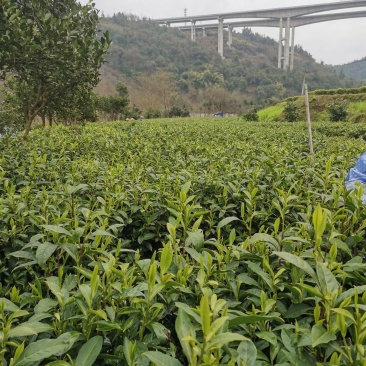 湘西黄金茶