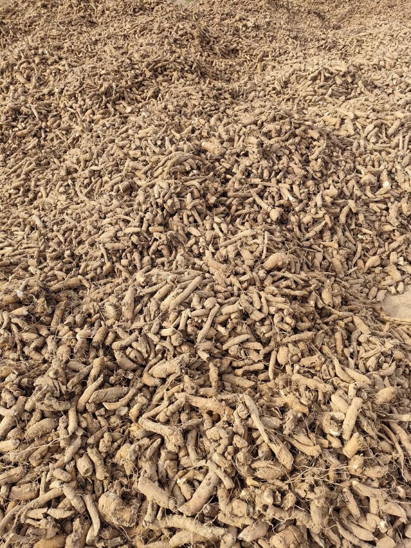 出售中药材鲜玄参，质量好，含量高，已达到一定干度