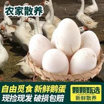 鹅蛋，农场散养鲜鹅蛋，鹅商品蛋个大新鲜，承接商超电商