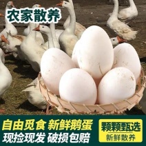 鹅蛋，农场散养鲜鹅蛋，鹅商品蛋个大新鲜，承接商超电商