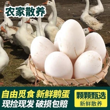 鹅蛋，农场散养鲜鹅蛋，鹅商品蛋个大新鲜，承接商超电商