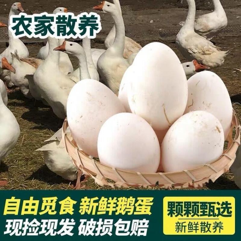 鹅蛋，农场散养鲜鹅蛋，鹅商品蛋个大新鲜，承接商超电商