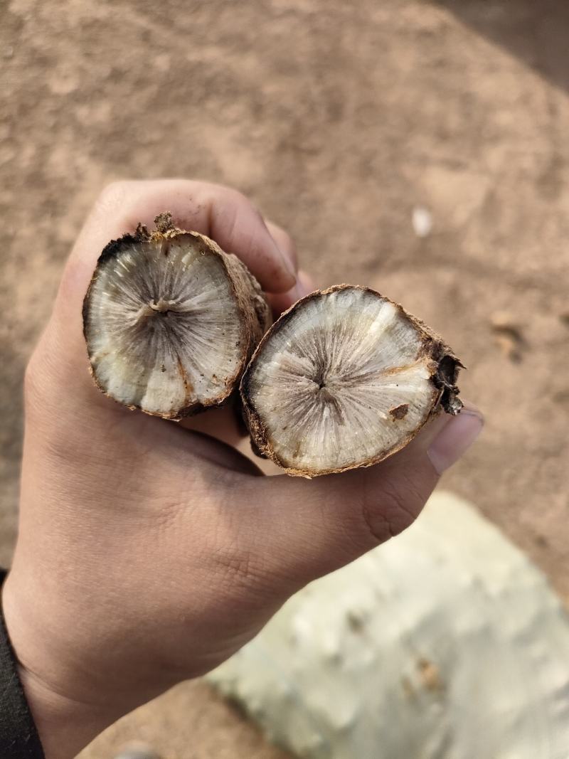 出售中药材鲜玄参，质量好，含量高，已达到一定干度