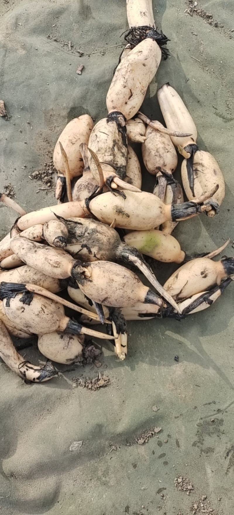 藕苗巨无霸藕种苗粉藕种苗高产食用莲藕种苗浅水深水种植