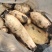 藕苗巨无霸藕种苗粉藕种苗高产食用莲藕种苗浅水深水种植