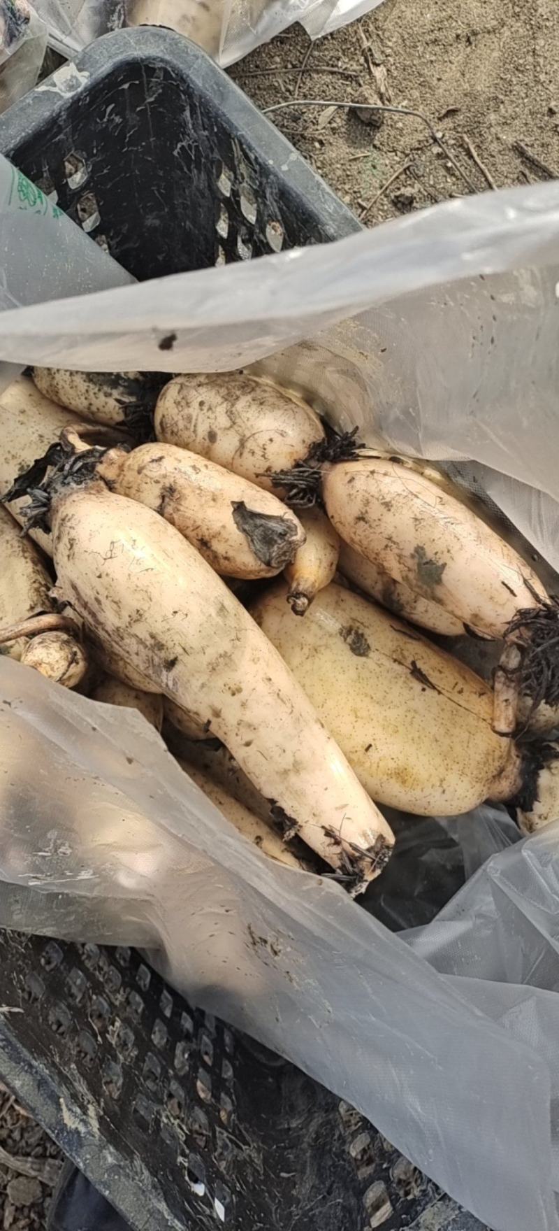 藕苗巨无霸藕种苗粉藕种苗高产食用莲藕种苗浅水深水种植