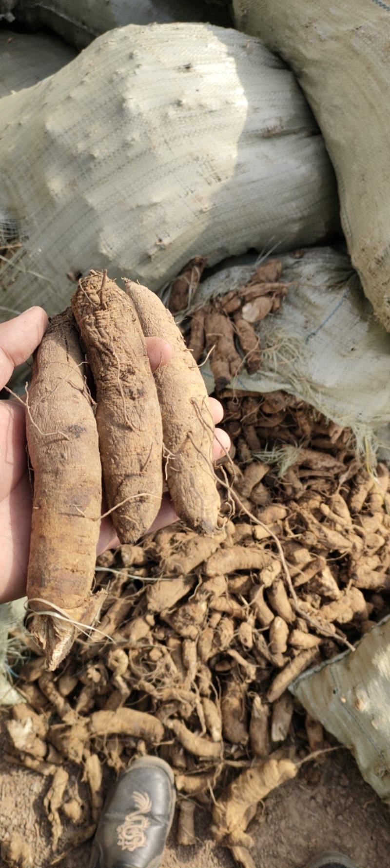 出售中药材鲜玄参，质量好，含量高，已达到一定干度