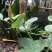 干货:狸尾草，羊咩香