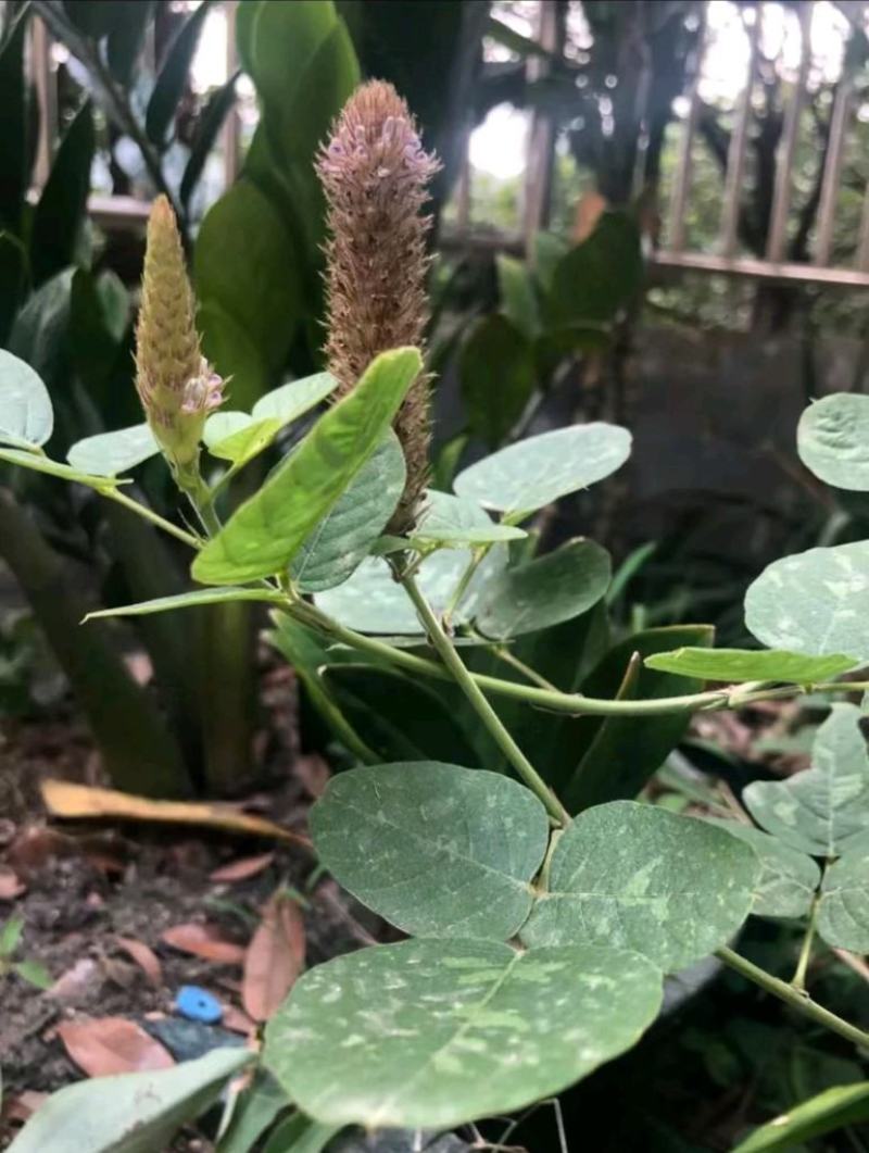 干货:狸尾草，羊咩香
