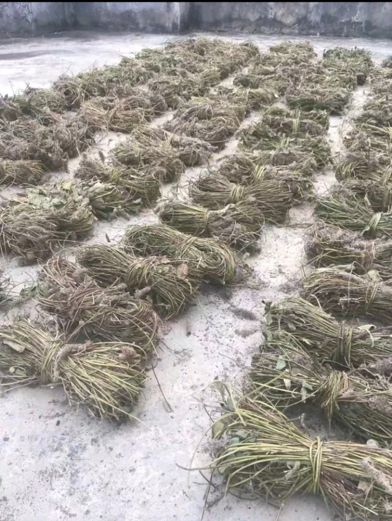 干货:狸尾草，羊咩香
