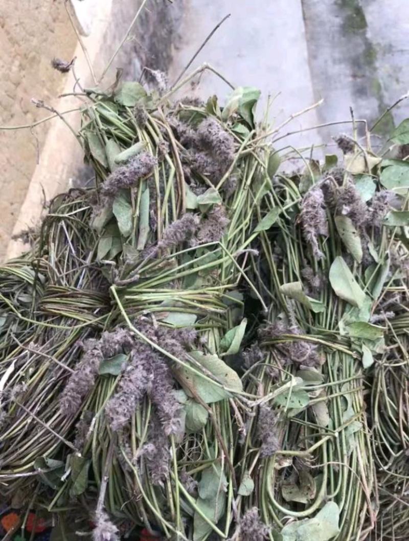 干货:狸尾草，羊咩香