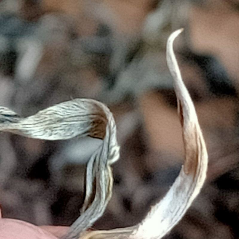 普洱茶嗮青毛茶