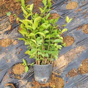 广西横县茉莉花营养杯苗，营养钵苗