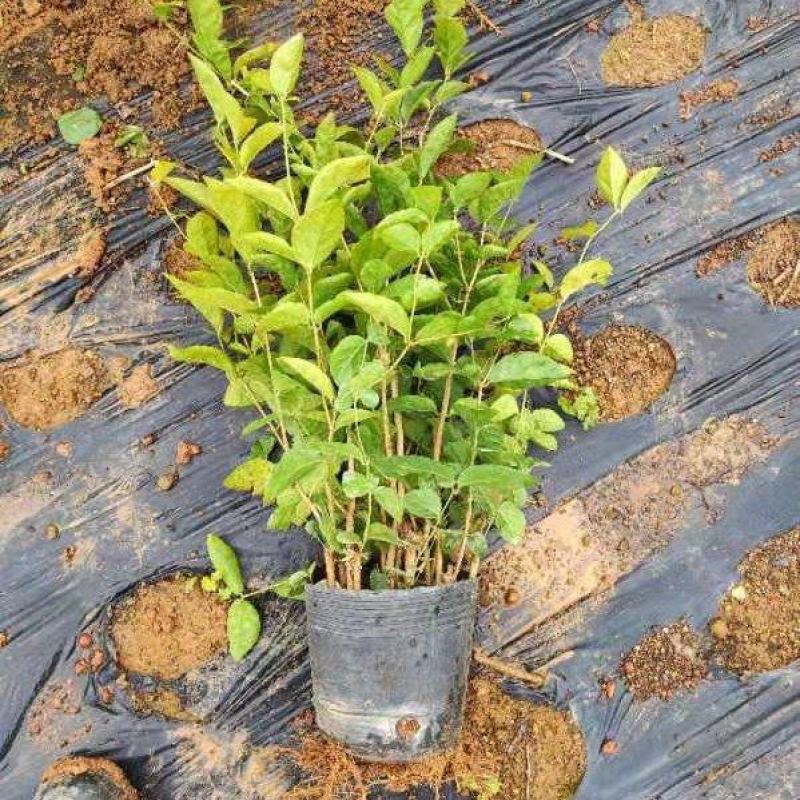 广西横县茉莉花营养杯苗，营养钵苗