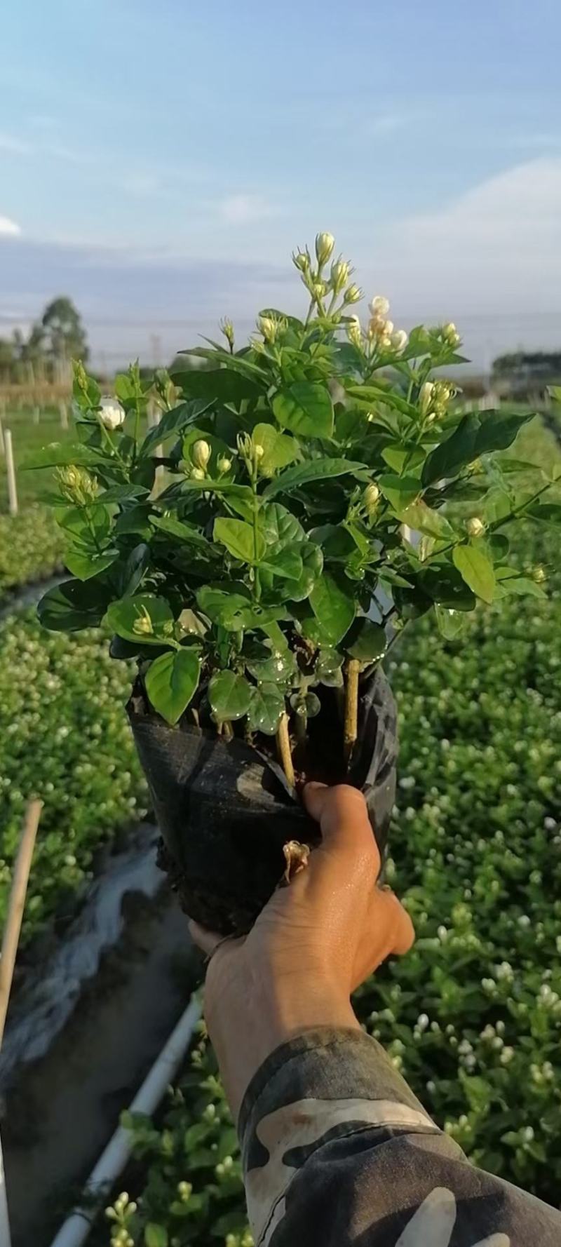 广西横县茉莉花营养杯苗，营养钵苗