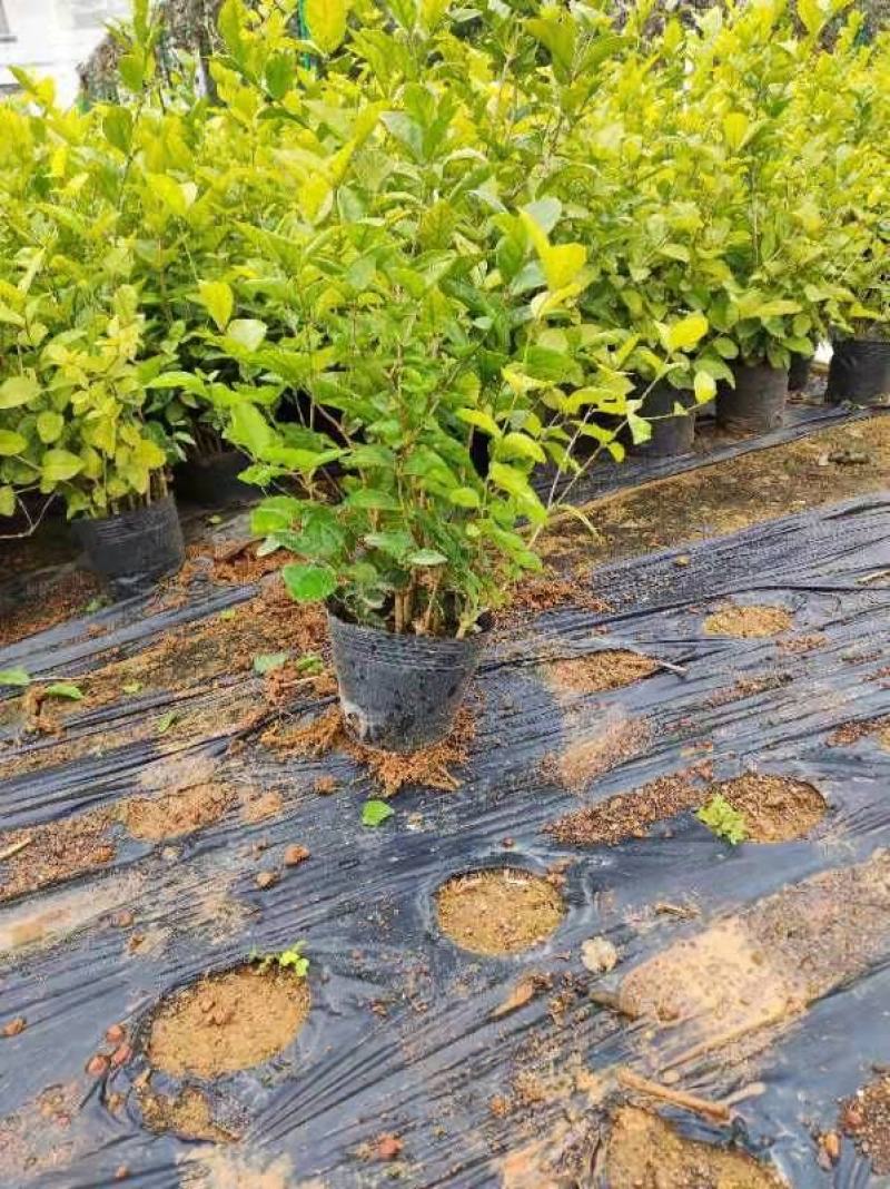 广西横县茉莉花营养杯苗，营养钵苗