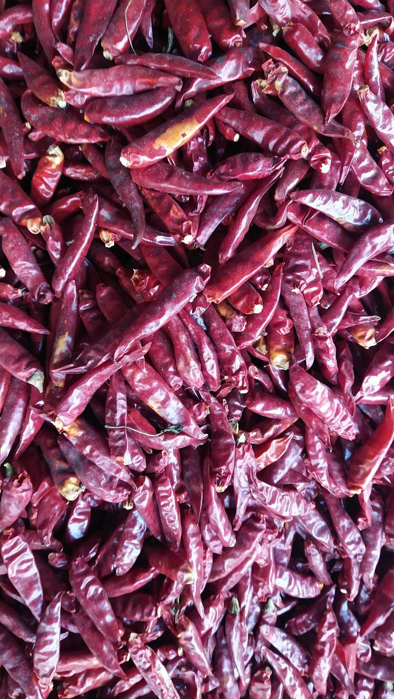 金乡干辣椒全干精品通货量大价格便宜产地直发需要的联系