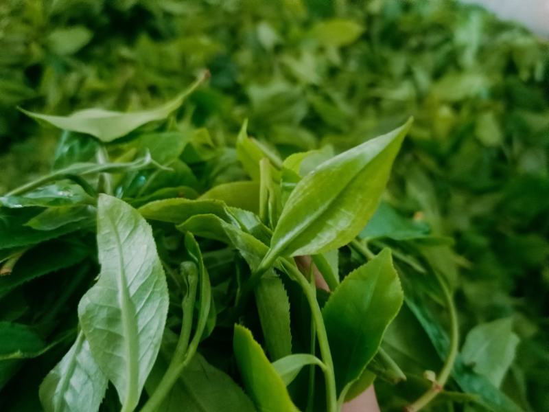 普洱茶嗮青毛茶