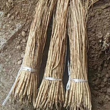 黄芪苗纯低杆优质黄芪苗