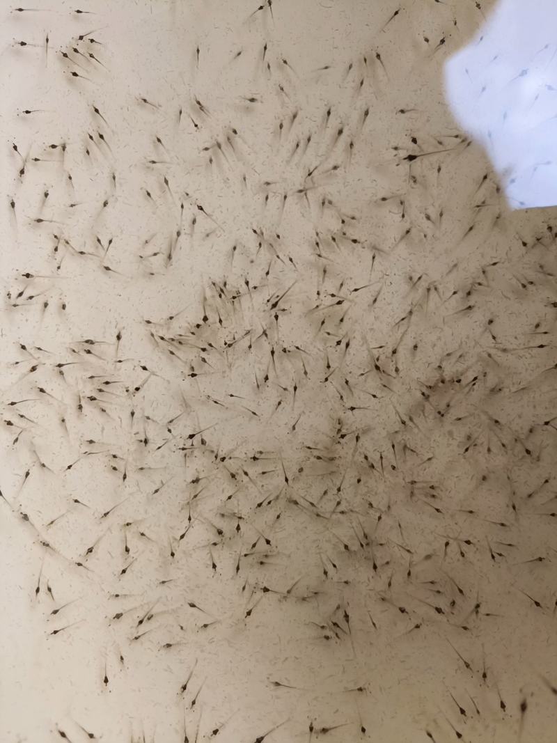 虾苗，长期供应优良苗，场地直销欢迎订购。