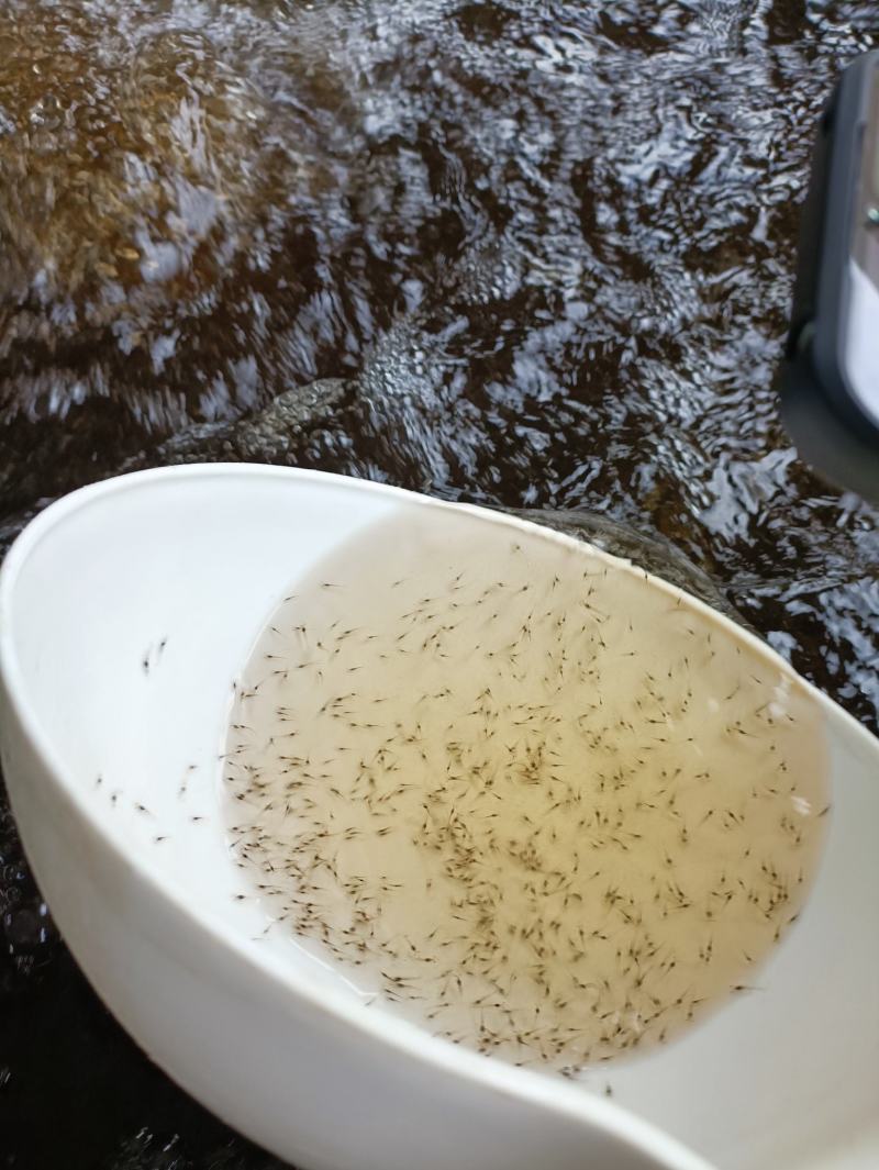 虾苗，长期供应优良苗，场地直销欢迎订购。