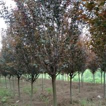 出售绿化树苗木红叶李8-10公分树形好量大从优