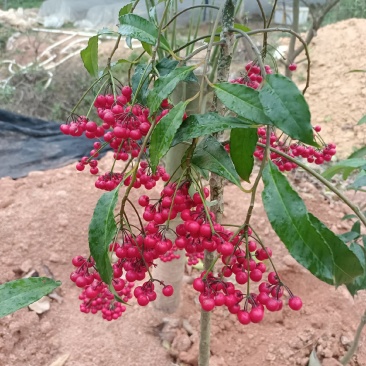 大罗伞药材苗