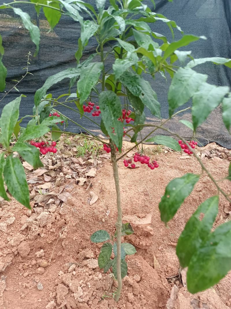大罗伞药材苗