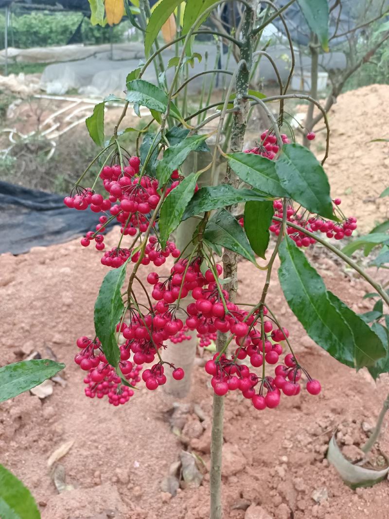 大罗伞药材苗