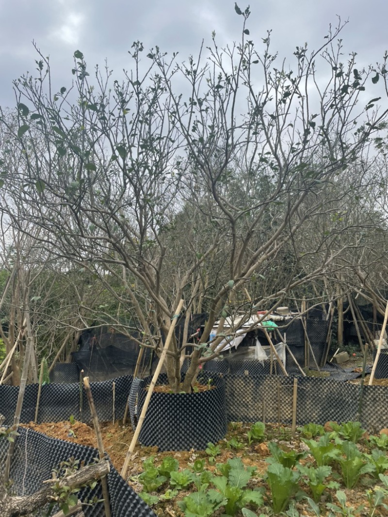 【柚子树】丛生柚子树，地产用苗，开花结果全国发货