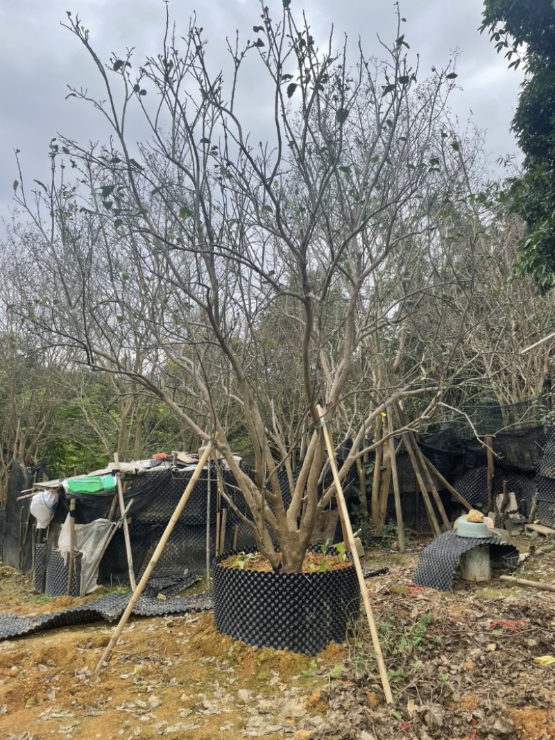 【柚子树】丛生柚子树，地产用苗，开花结果全国发货