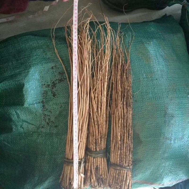 黄芪苗纯低杆优质黄芪苗