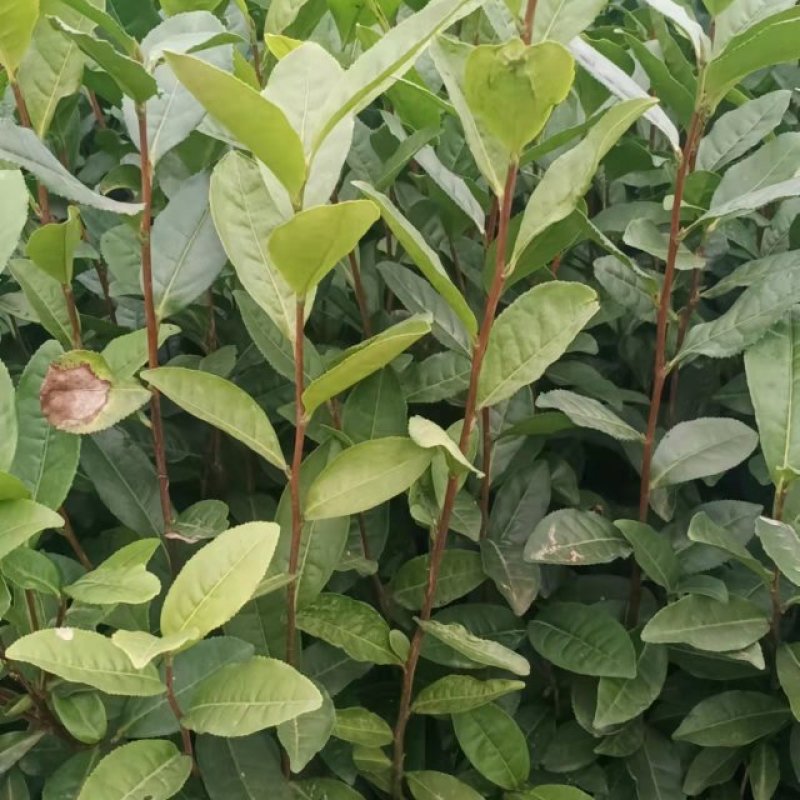 基地直供，品种纯正根系发达，奶白茶苗，极白苗早白苗欢迎了解