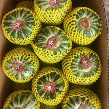 花蕾甜瓜，诚信代办代收各品种香瓜甜瓜，对接各电商平台