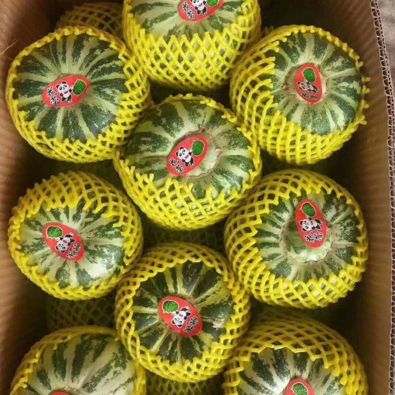 花蕾甜瓜，诚信代办代收各品种香瓜甜瓜，对接各电商平台
