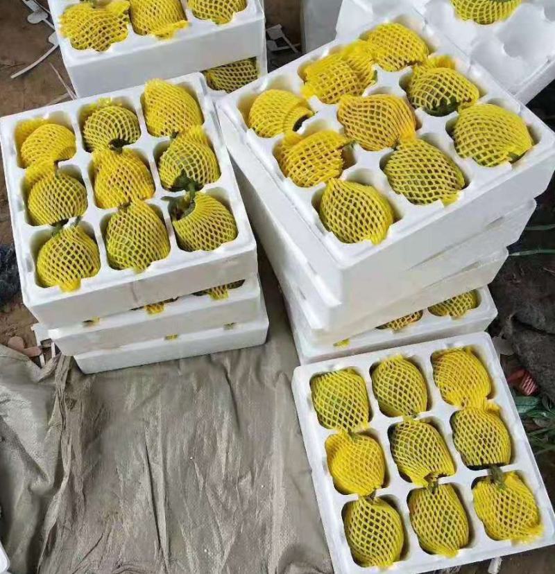 花蕾甜瓜，诚信代办代收各品种香瓜甜瓜，对接各电商平台