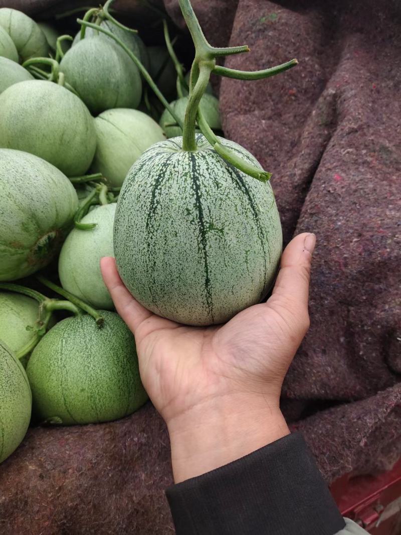 花蕾甜瓜，诚信代办代收各品种香瓜甜瓜，对接各电商平台