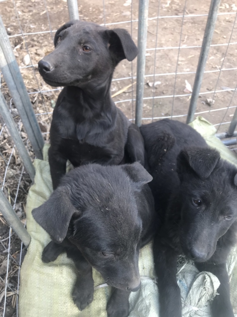 黑狼犬，勇敢无畏，保护主人，看家护院！好伙伴，好朋友！