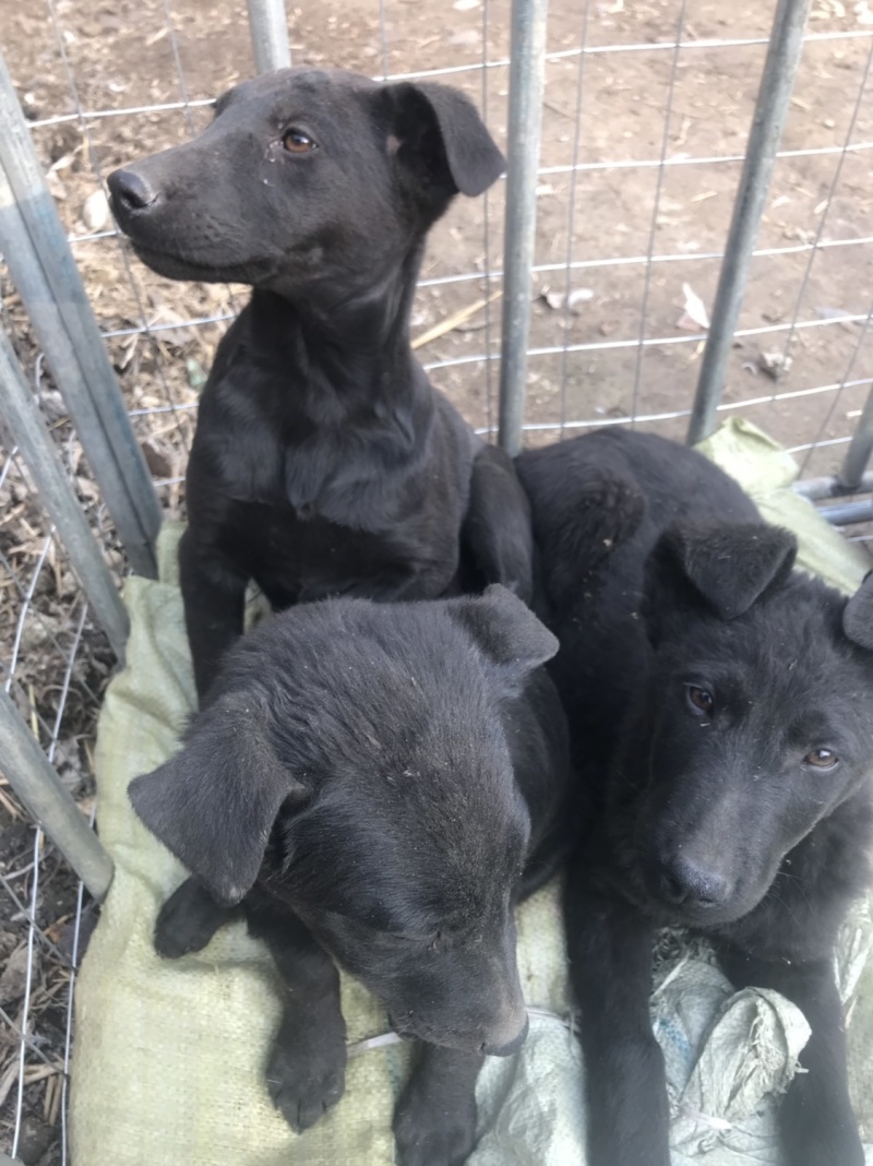 黑狼犬，勇敢无畏，保护主人，看家护院！好伙伴，好朋友！